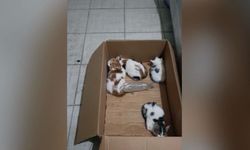 Kahramanmaraş'ta itfaiye 4 yavru kediyi kurtardı!