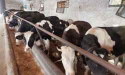 Kahramanmaraş kurban pazarları hareketlendi: Büyükbaş kurbanlıklar kaç TL?