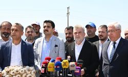 Kahramanmaraş'ta sarımsak hasadı: Coğrafi işaret tescili süreci başladı!