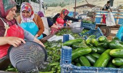 Kahramanmaraş’ta salatalık hasadı heyecanı: 35 bin ton rekolte hedefi