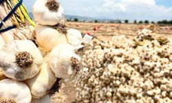 Pazarcık'ta sarımsak hasadı; 15 bin ton rekolte yolda
