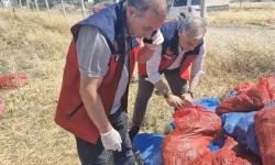 Kahramanmaraş'ta ruhsatsız mandırada tonlarca domates kurusu imha edildi