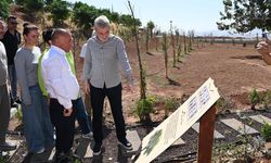 Kahramanmaraş'ta örnek çevre projesi! Türkiye'nin ilk sertifikalı karbon yutak alanı açıldı