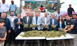 Başkan Toptaş, Kahramanmaraş’ın Karadeniz’i Kalekaya’da Fındık Festivali’ne katıldı