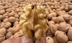 Kahramanmaraş cevizinde hasret sona erdi