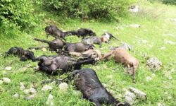 Kahramanmaraş’ta sürüye kurt saldırısı: 6 koyun telef oldu, 10 keçi kayboldu