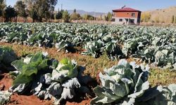Kahramanmaraş’ta dev lahanalar yola çıktı