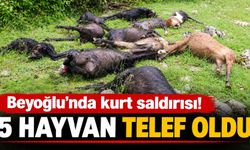 Kahramanmaraş’ta kurt saldırısı: 5 hayvan telef oldu