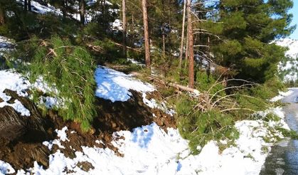 Kahramanmaraş’ta onlarca çam ağacı devrildi