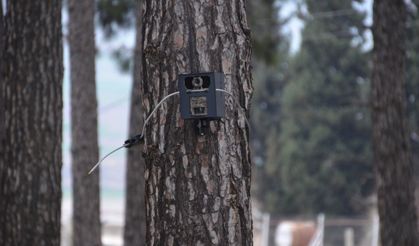 Kahramanmaraş’ta ormanları yapay zeka koruyacak