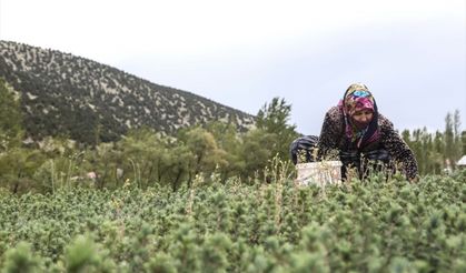 Kahramanmaraşlı kadınlar Türkiye'nin yeşillendirilmesine anne şefkatiyle katkı sağlıyor