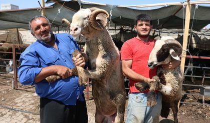 Kahramanmaraş’ta kurbanlıklar görücüye çıktı