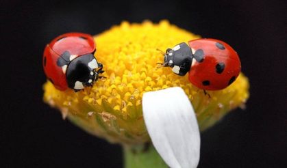 Kahramanmaraş’ta binlerce uğur böceği görsel şölen sundu