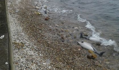 Karadeniz’de yunus ölümleri arttı