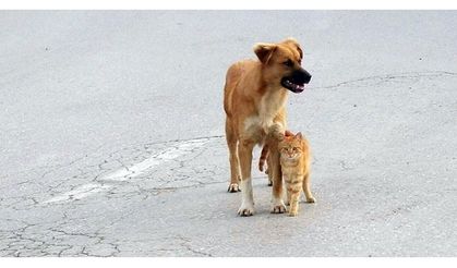 Kedi ve Köpeğin Dostluğu, Görenleri Şaşırtıyor