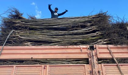 Kaliteli Ceviz Fidanı Seçimi