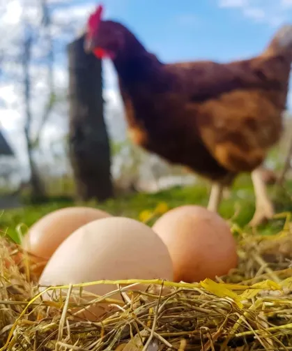 Mart'ta yumurta üretimi düştü!
