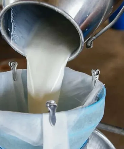 Türkiye’de süt üretimi yükseliyor! Mart’ta 1 milyon 15 bin ton süt toplandı