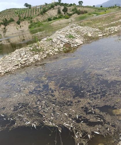 Kahramanmaraş’ta Toplu Balık Ölümleri Endişe Yarattı