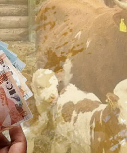 Çiftçilere 226 milyon TL destek hesaplarda!