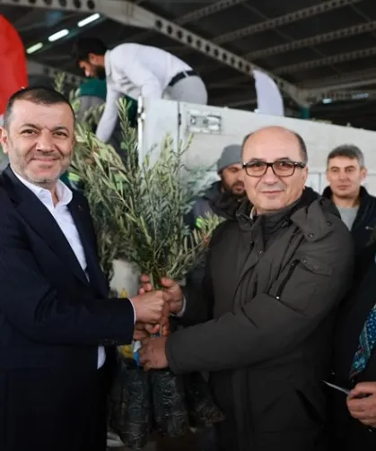 Üreticiye 84 bin sertifikalı zeytin fidanı