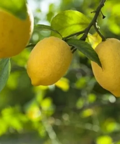 Limon ithalatına kapı açıldı! Limonda 'gümrük' yüzde 10'a düşürüldü
