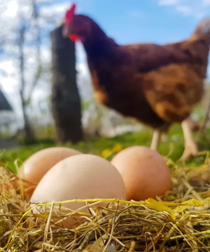 Tavuk eti ve yumurta üretiminde düşüş