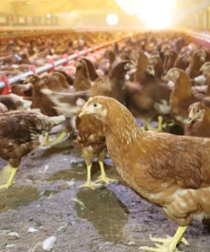 Kümes hayvancılığında artış! Yaklaşık 2 milyar adet yumurta üretildi