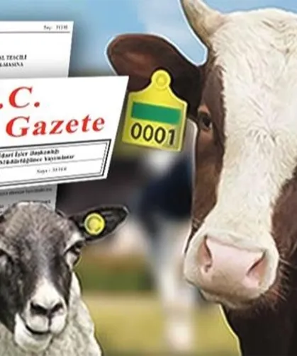Hayvan küpeleme sisteminde yeni dönem... Karekod geliyor, il kodlu küpelerin süresi uzatıldı