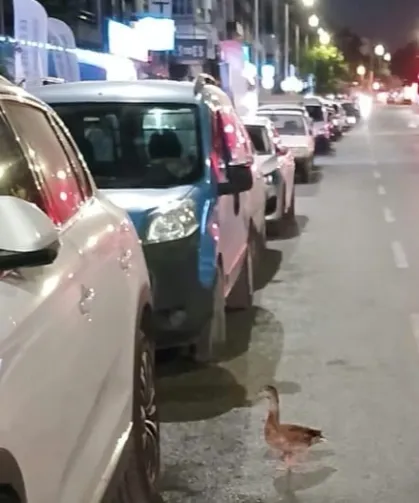 Trafiği durdurup ördeği kurtardılar
