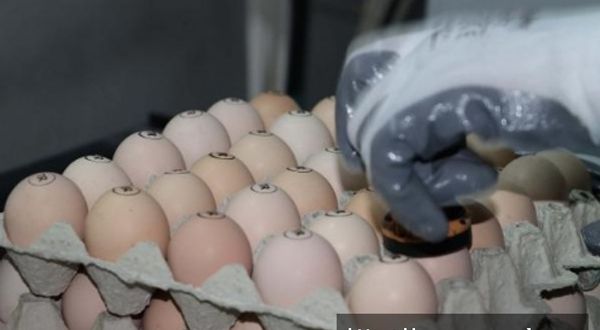Gezen tavuk yumurtası yalanı, Yumurta üreticisi itiraf etti