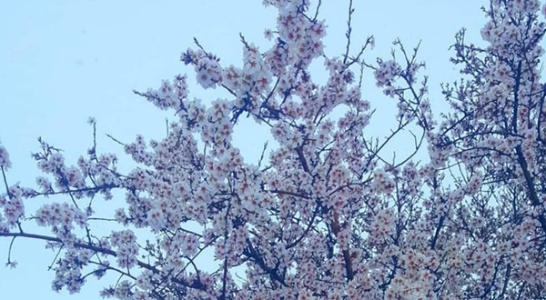 Kahramanmaraş'ta çiçek badem ağaçlarına soğuk hava vurdu!