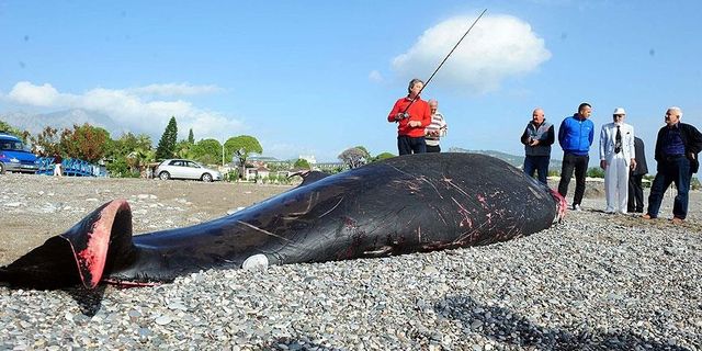 Antalya'da balina kıyıya vurdu