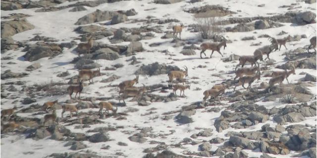 Kahramanmaraş’ta yaban keçisi sürüsünün dağlık arazideki yolculuğu ile onları izleyen kurtlar