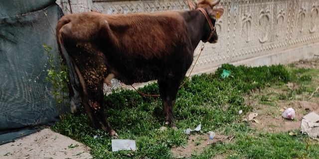 Kahramanmaraş'ta çalınan inek bulundu!