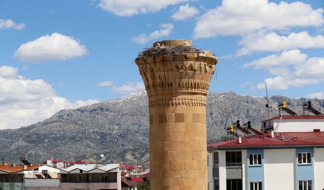 Kahramanmaraş depreminde şerefesi yıkılan minare leyleklere yuva oldu