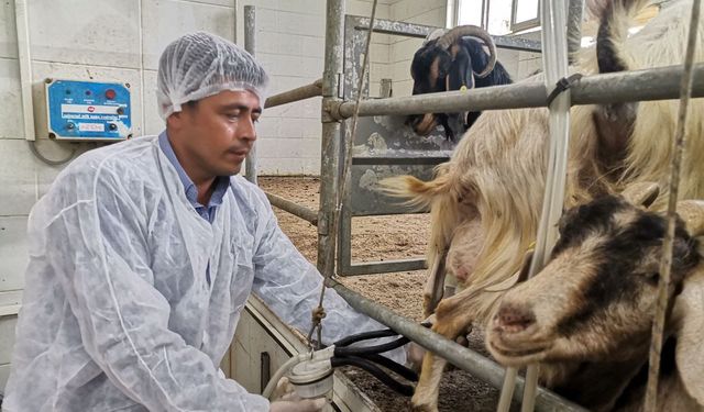 Kahramanmaraş’ta keçi üretimi yeniden başladı 