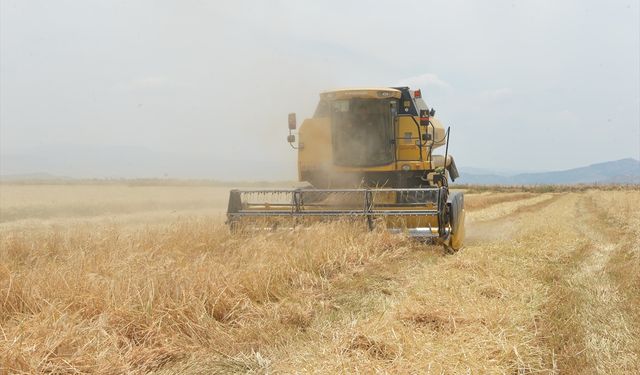 Kahramanmaraş'ta arpa ve buğday hasadı başladı