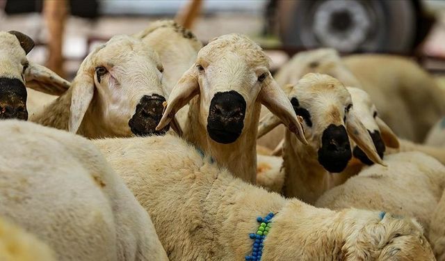 STK'ler kurban bağışlarını depremzedelere ulaştıracak