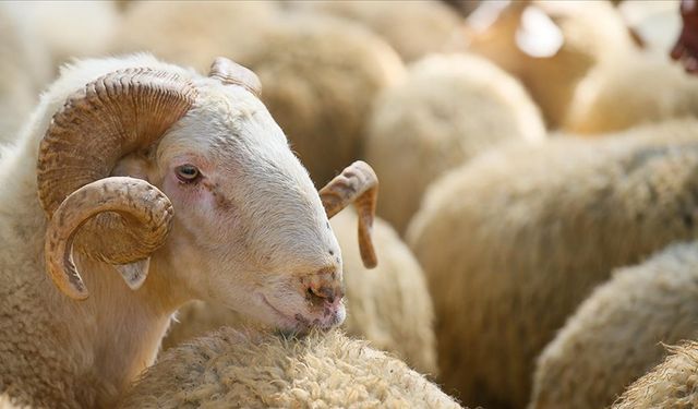 Onikişubat’taki kurbanlık satış ve kesim yerleri belli oldu