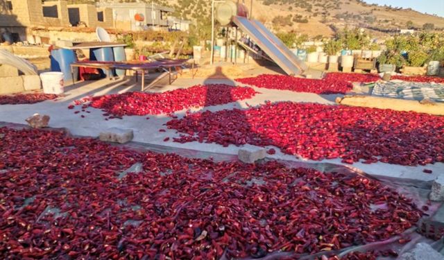 Kahramanmaraş’ta salça mesaisi 