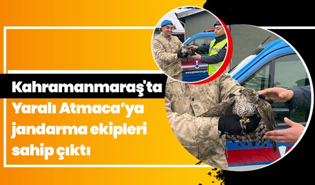 Kahramanmaraş'ta Yaralı Atmaca’ya jandarma ekipleri sahip çıktı 