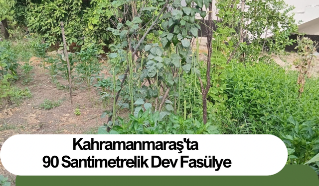 Kahramanmaraş'ta 90 Santimetrelik Dev Fasülye