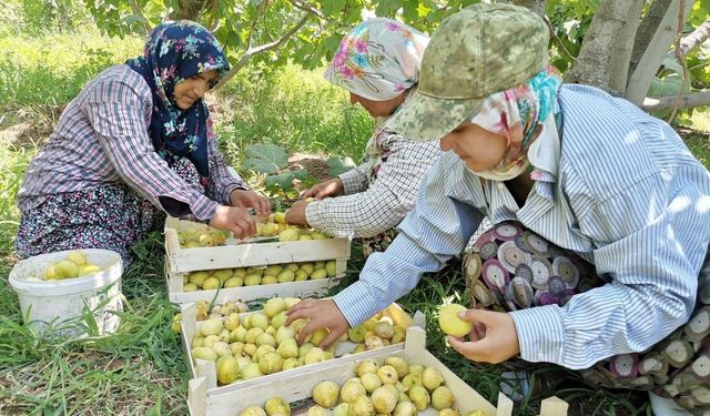 Kahramanmaraş’ta Verimsiz Araziler Coğrafi Tescilli İncirle Değerlendiriliyor