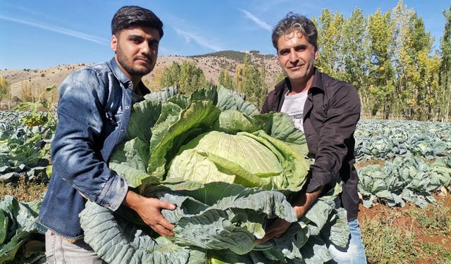 Kahramanmaraş'ta Dev Lahana Hasadında Rekor