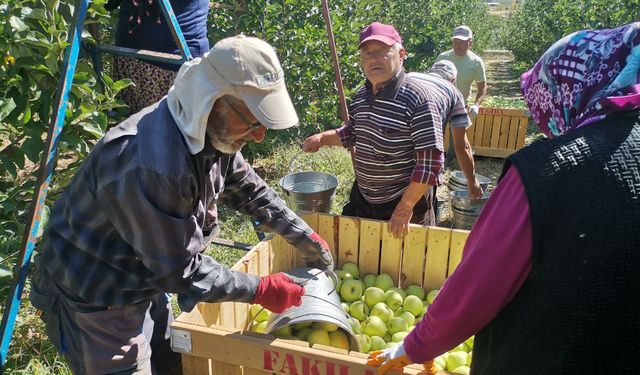 Kahramanmaraş'ta 60 Bin Ton Elma Rekoltesi Bekleniyor