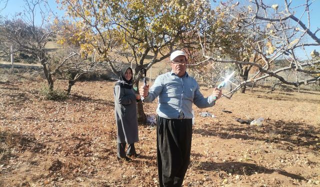 Kahramanmaraş’ta Fıstık Ağaçlarında Budama Sezonu Başladı