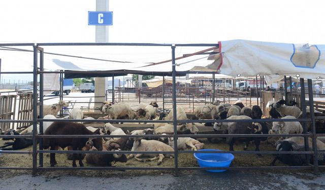 Kahramanmaraş’ta kurban satış yerleri için geri sayım başladı