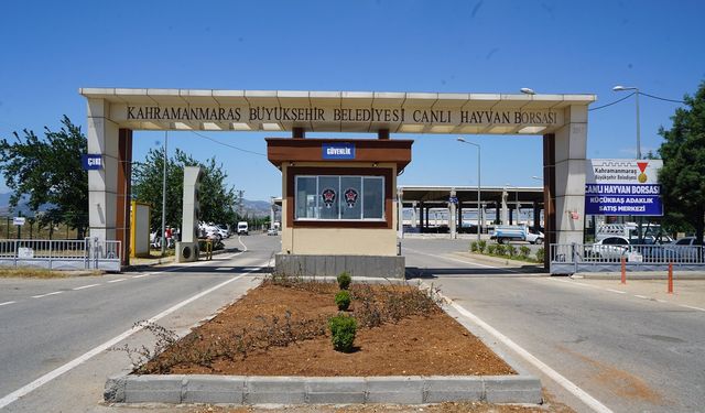 Kahramanmaraş’ta Kurbanlık Hareketliliği: Hayvan Borsası Bayrama Hazır