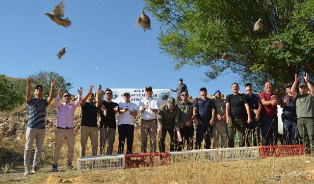 Kahramanmaraş’ta Kınalı Keklikler Doğaya Kanat Açıyor